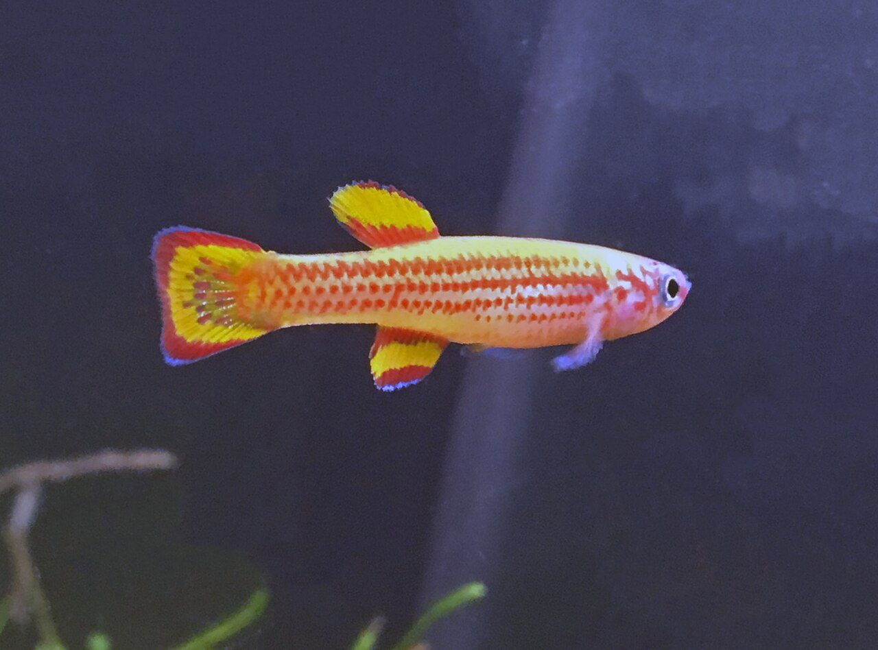 Black And White Freshwater Fish