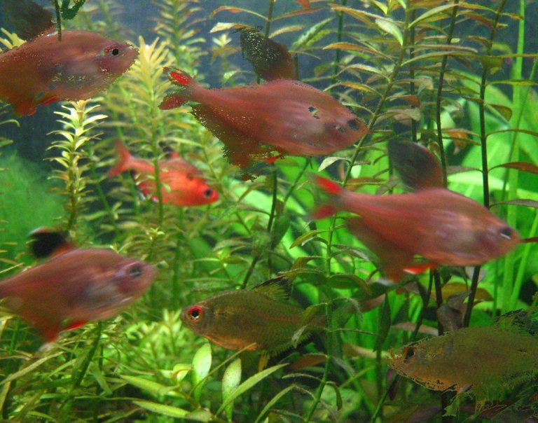 Black Fin Tetra Fish