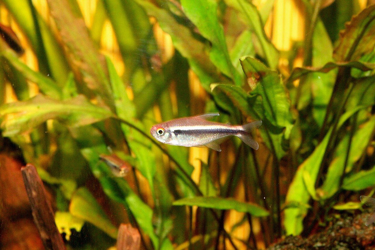Black Neon Tetra Aquarium
