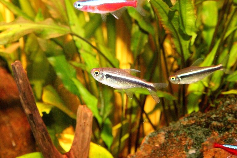 Black Neon Tetra Fish