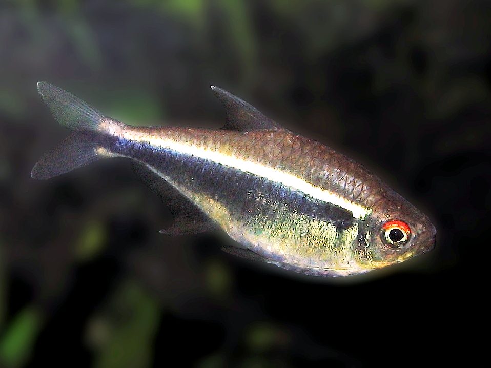 Black Neon Tetra Lifespan