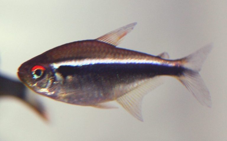 Black Neon Tetra Pregnant