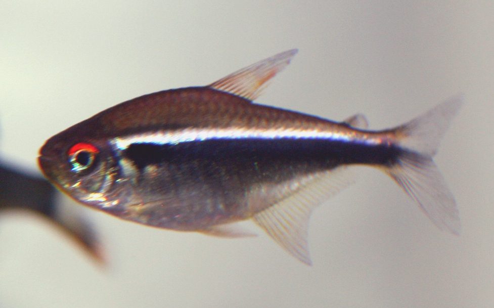Black Neon Tetra Pregnant