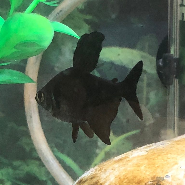 Black Phantom Tetra Disease / Dying / Stress Signs
