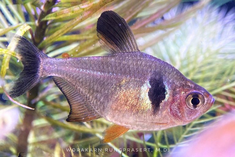 Black Phantom Tetra Tank Mates