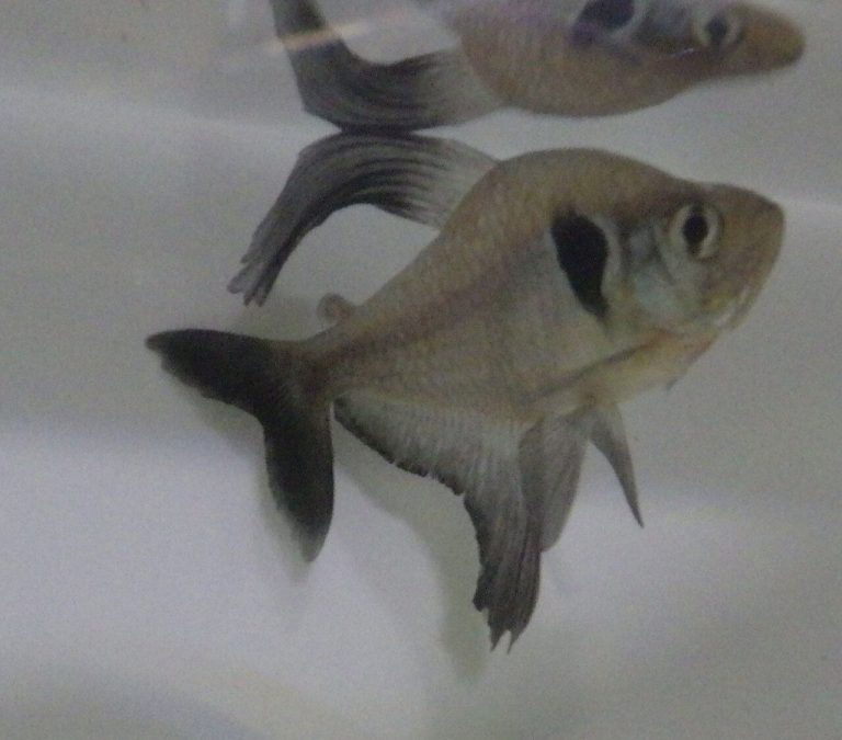 Black Phantom Tetra Tank Size (Gallons)