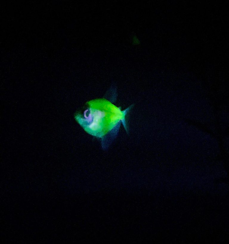 Black Skirt Tetra Breeding