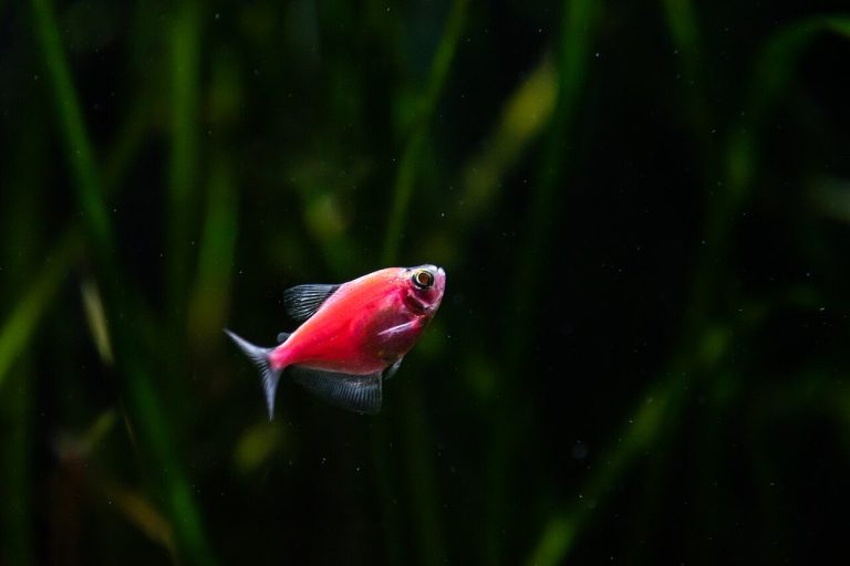 Black Skirt Tetra Care Guide