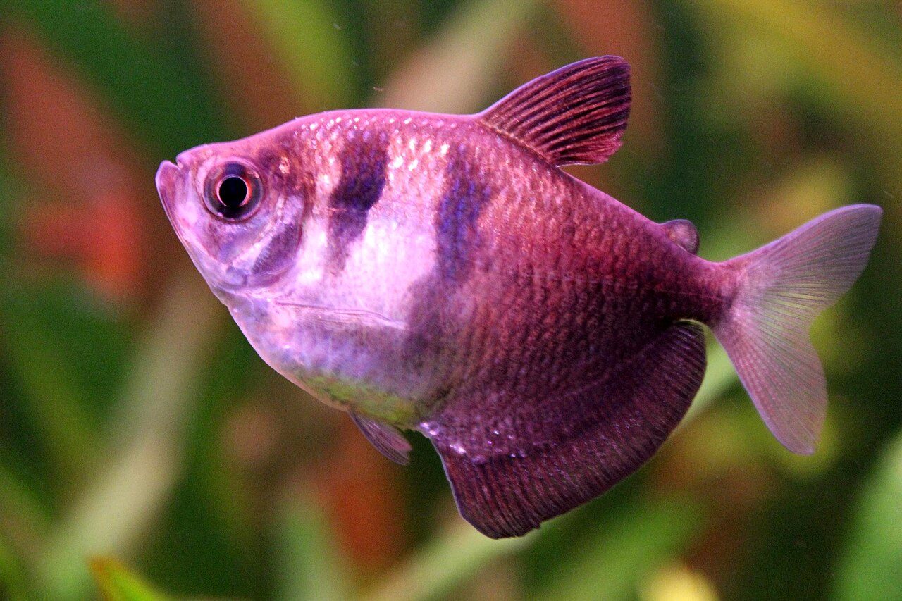 Black Skirt Tetra Disease Dying And Stress Signs