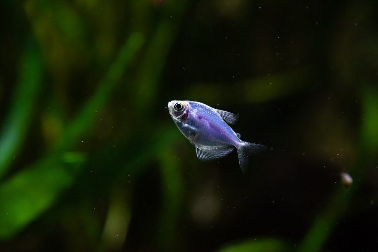 Black Skirt Tetra Fin Nipping