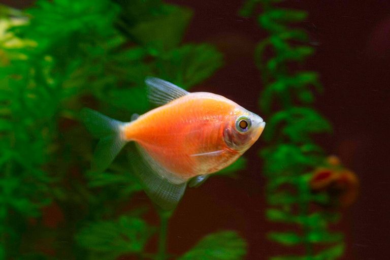 Black Skirt Tetra For Beginners