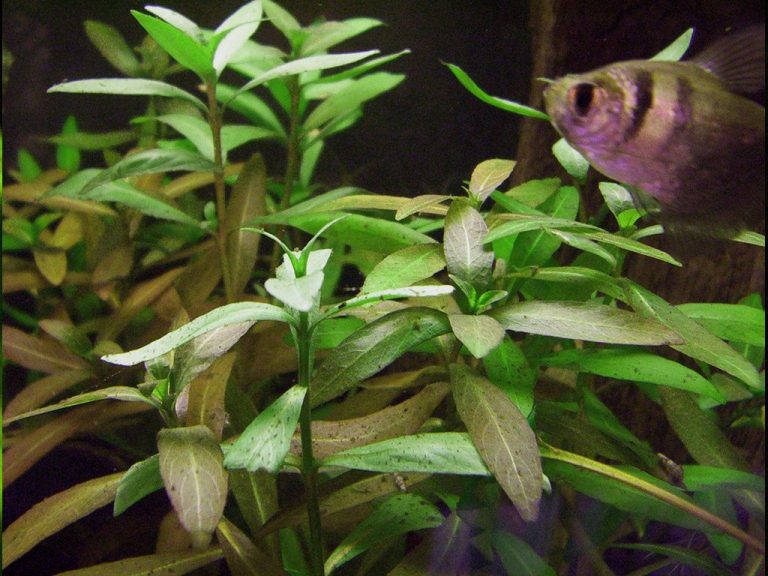 Black Skirt Tetra Lifespan