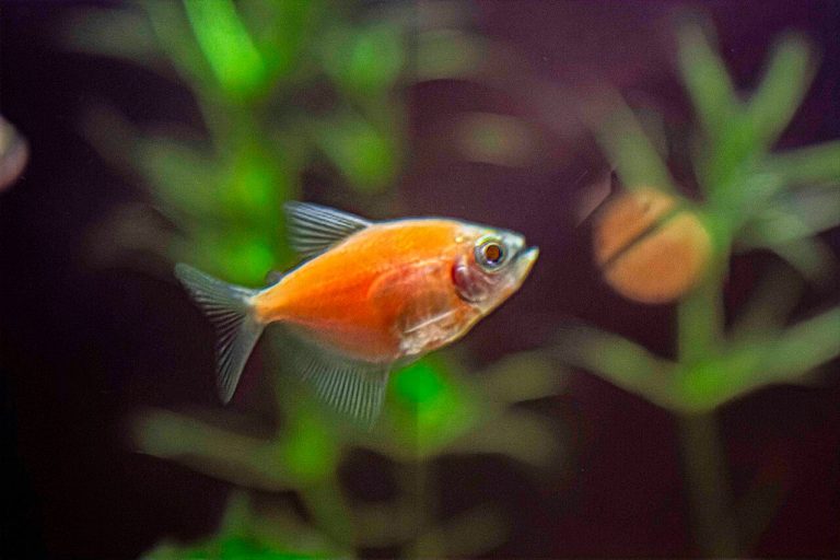 Black Skirt Tetra Male Or Female