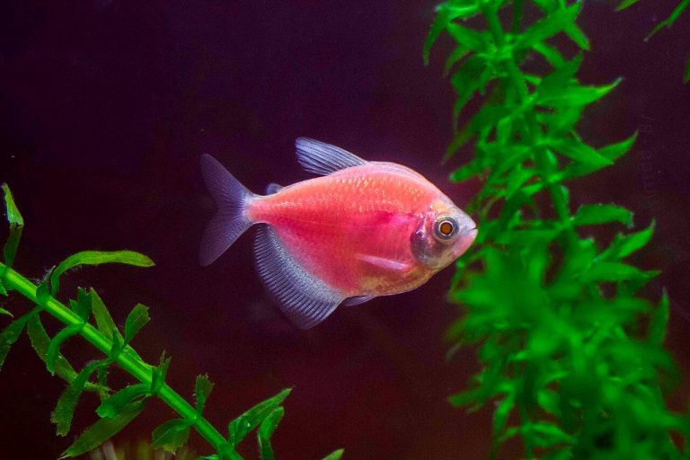 Black Skirt Tetra Male Vs Female