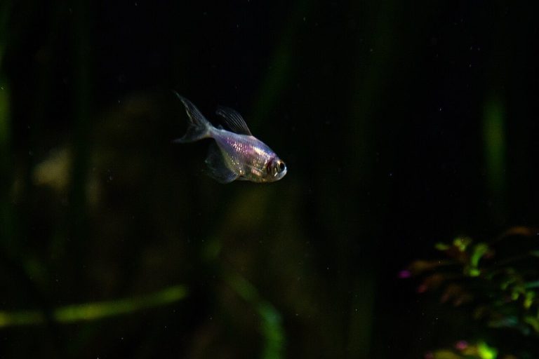 Black Skirt Tetra Pregnant