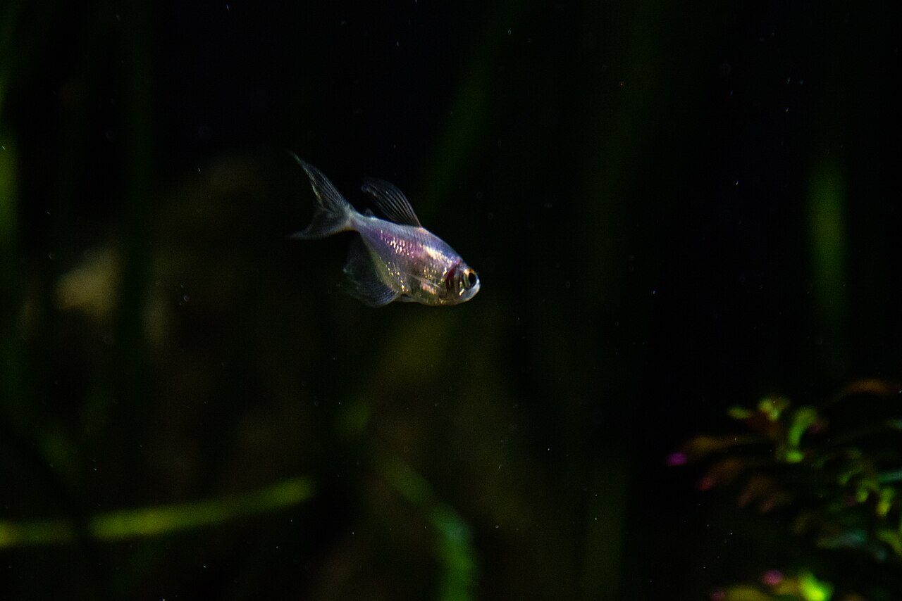 Black Skirt Tetra Pregnant