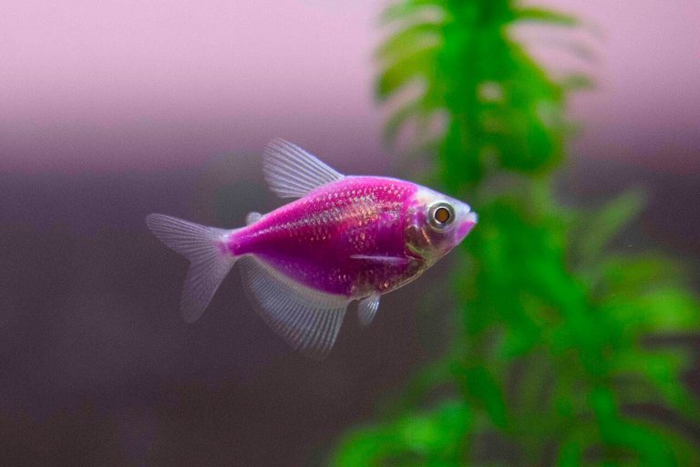 Black Skirt Tetra Size