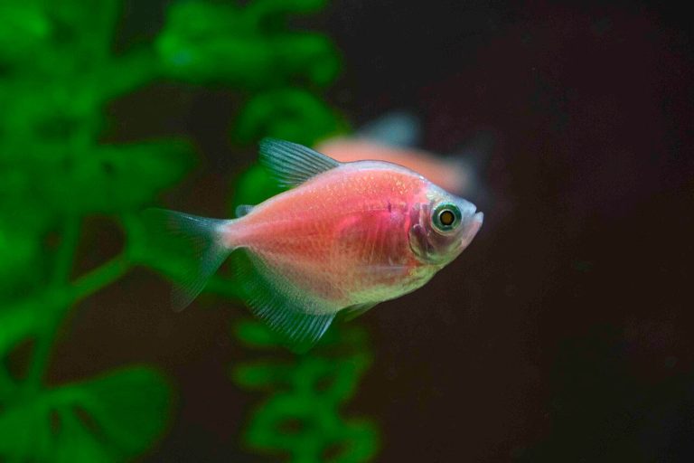 Black Skirt Tetra Tank Mates To Avoid