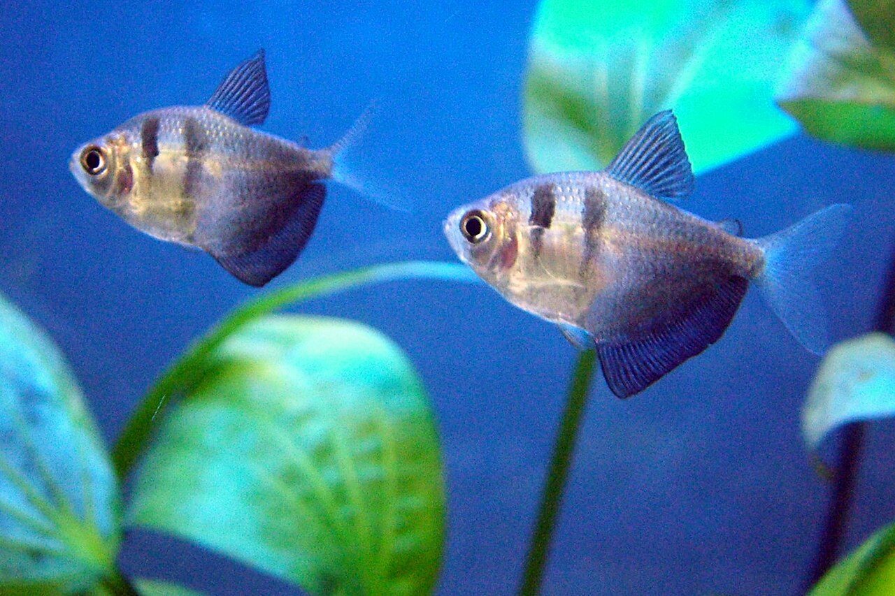 Black Skirt Tetra Tank Mates
