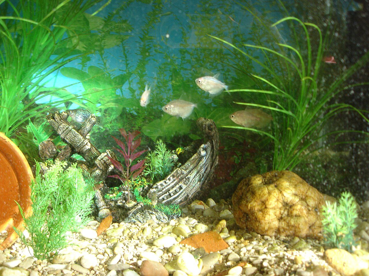 Black Skirt Tetra Tank Size (Gallons)