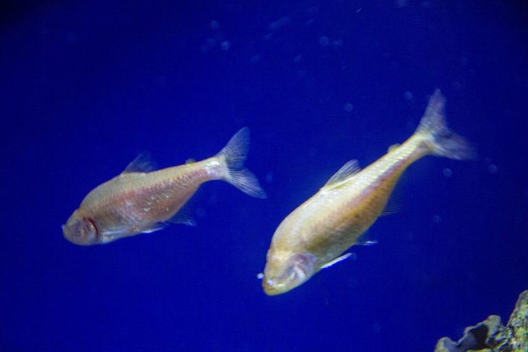 Blind Cave Tetra Breeding