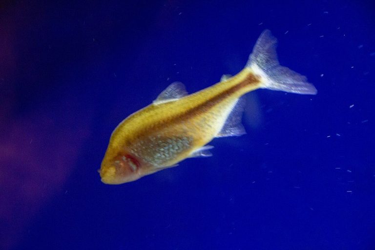 Blind Cave Tetra Care Guide