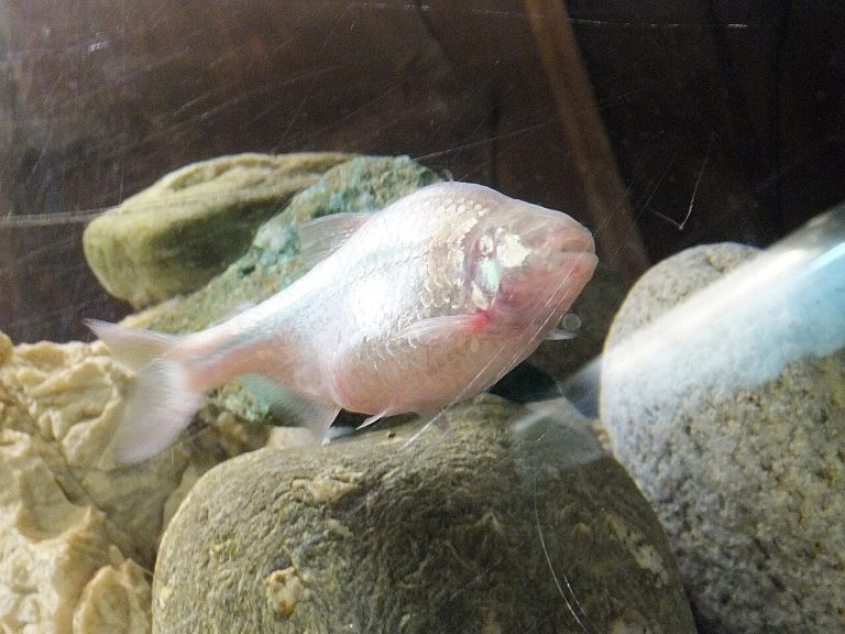 Blind Cave Tetra Disease / Dying / Stress Signs