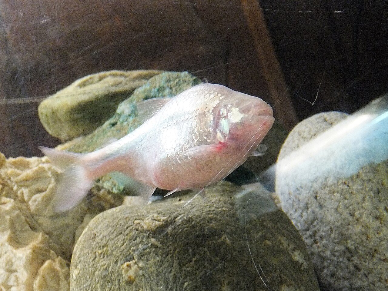 Blind Cave Tetra Disease / Dying / Stress Signs