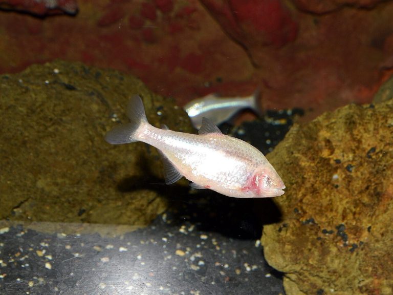 Blind Cave Tetra Fish