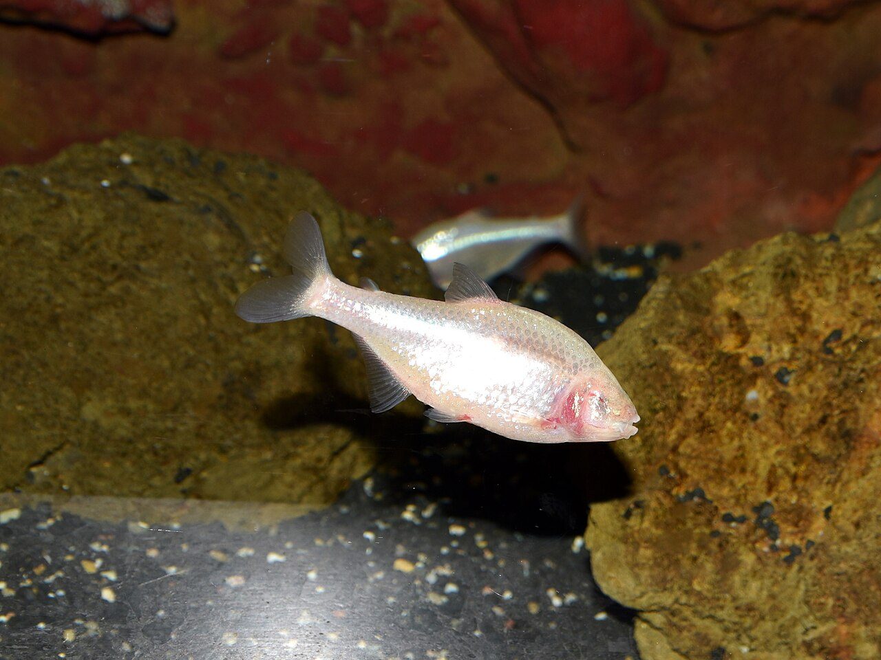 Blind Cave Tetra Fish
