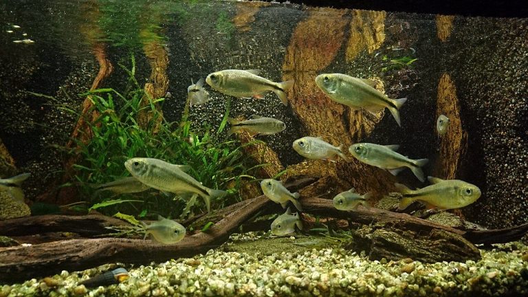 Blind Cave Tetra For Beginners