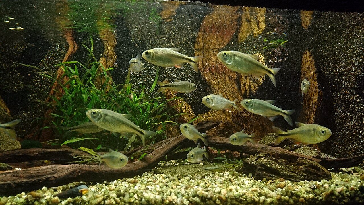 Blind Cave Tetra For Beginners