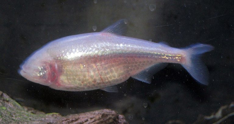 Blind Cave Tetra How Do They See/Navigate