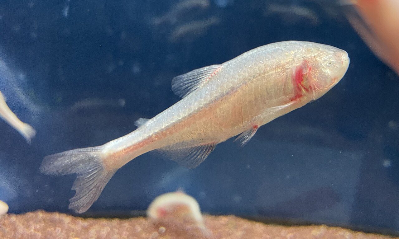 Blind Cave Tetra Lifespan