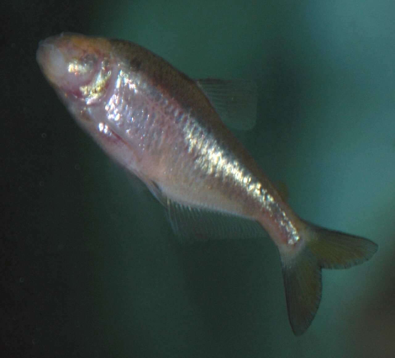 Blind Cave Tetra Male Vs Female