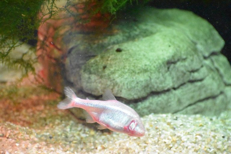 Blind Cave Tetra Size