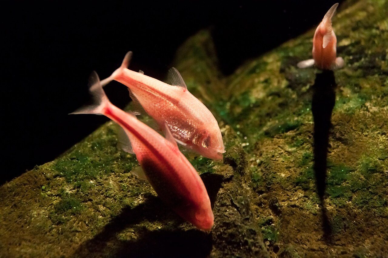 Blind Cave Tetra Tank Mates