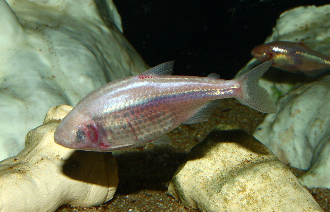 Blind Cave Tetra Tank Size (Gallons)