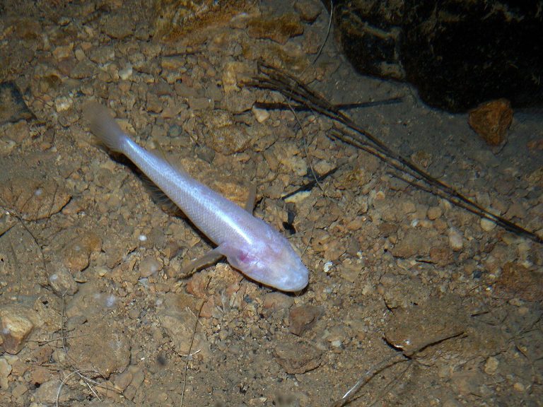 Blind Cave Tetra With Betta Fish