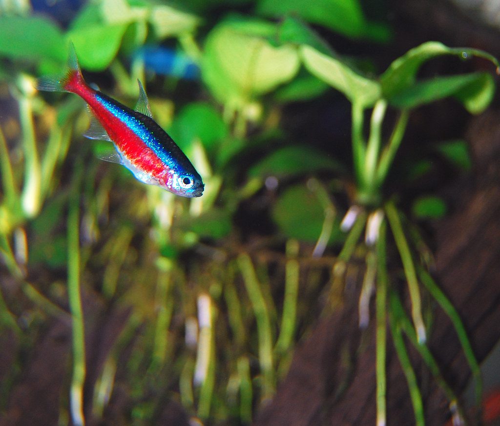 Bloodfin Tetra Male Vs Female