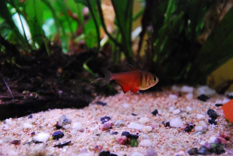 Bloodfin Tetra Tank Mates
