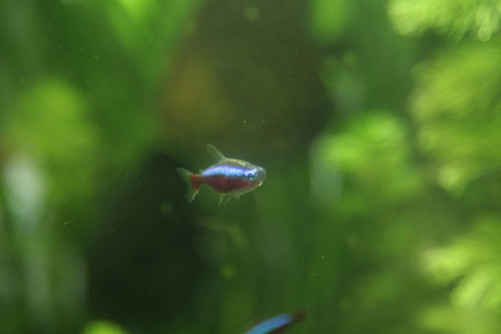 Bloodfin Tetra Tank Size (Gallons)