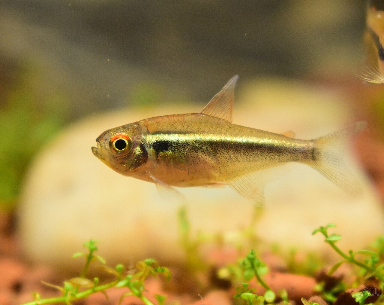 Bloodfin Tetra With Betta Fish