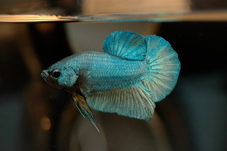 Blue Neon Fish