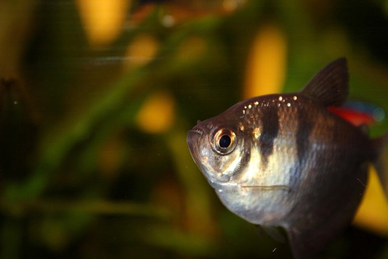 Bright Aquarium Fish