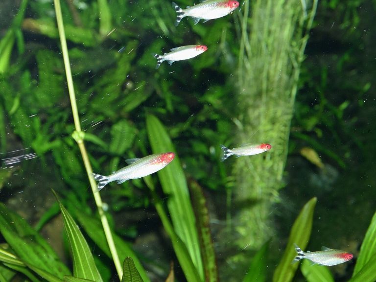 Brilliant Rummy Nose Tetra