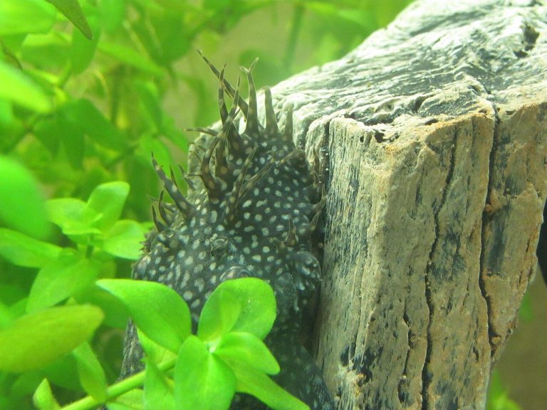 Bristlenose Pleco Care Guide