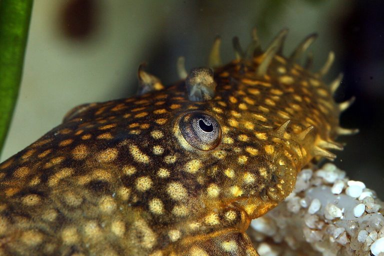 Bristlenose Pleco Guide