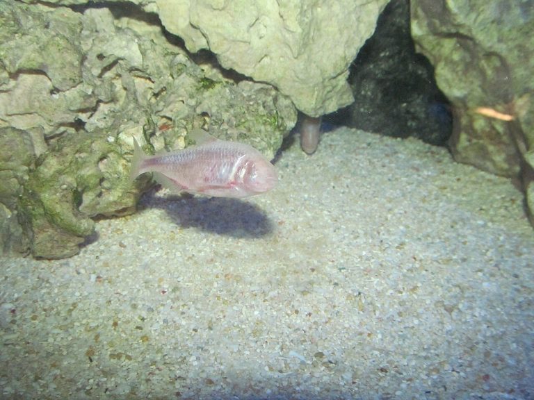 Brooklynella Fish Disease