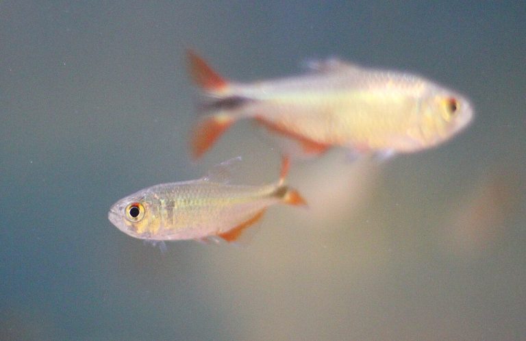 Buenos Aires Tetra Disease / Dying / Stress Signs